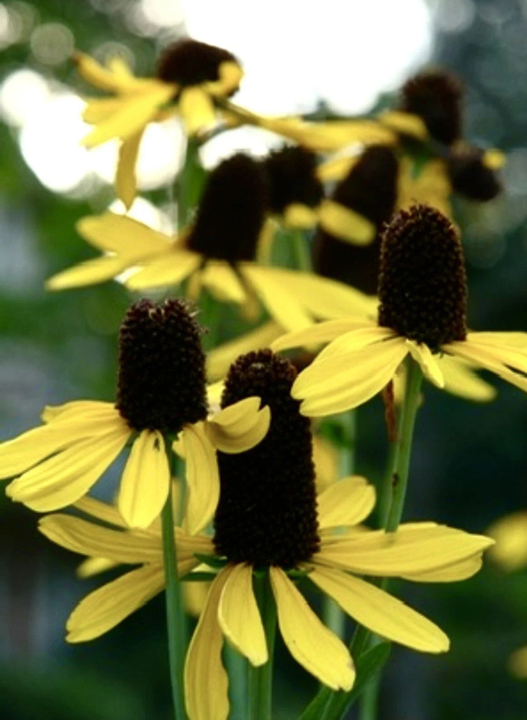 great coneflower flower seeds