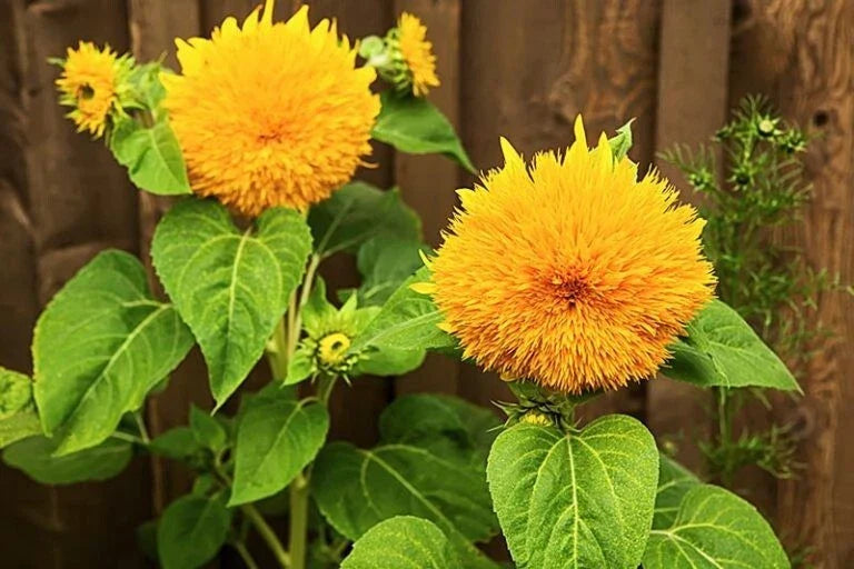 giant teddy flower seeds