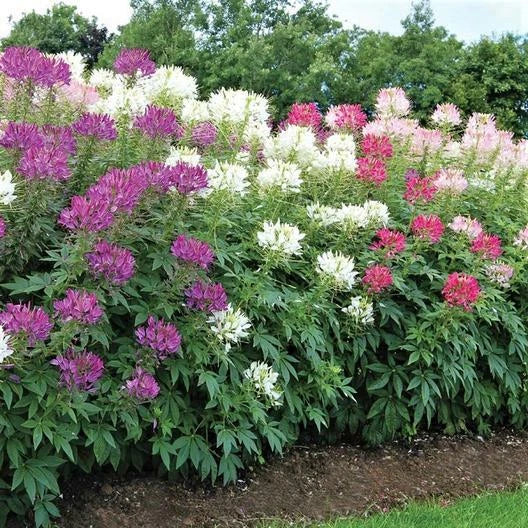 cleome landscaper flower seeds