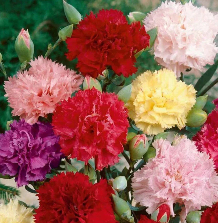 carnation chabaud flower seeds
