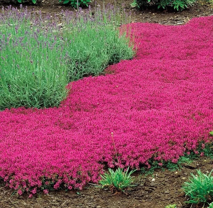 red creeping flower seeds