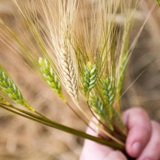 Emmer Farro herb seeds