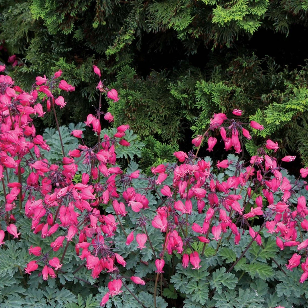 amore rose flower seeds