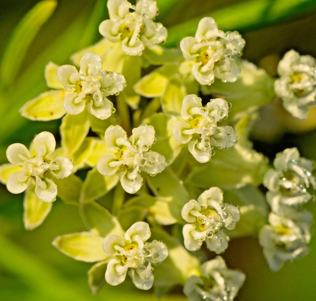 whorled milkweed flower seeds
