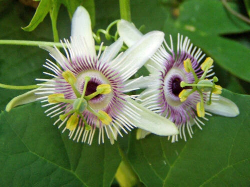 passiflora morifolia flower seeds