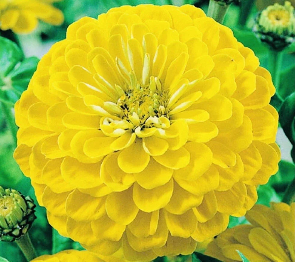 zinnia canary flower seeds