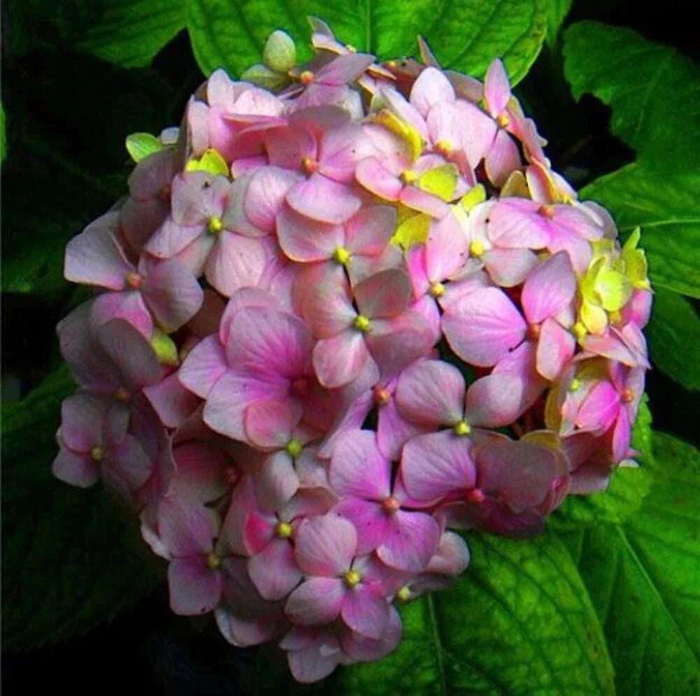 pink green flower seeds