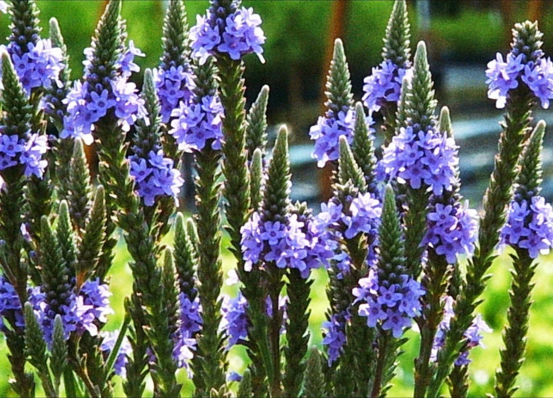 blue vervain flower seeds