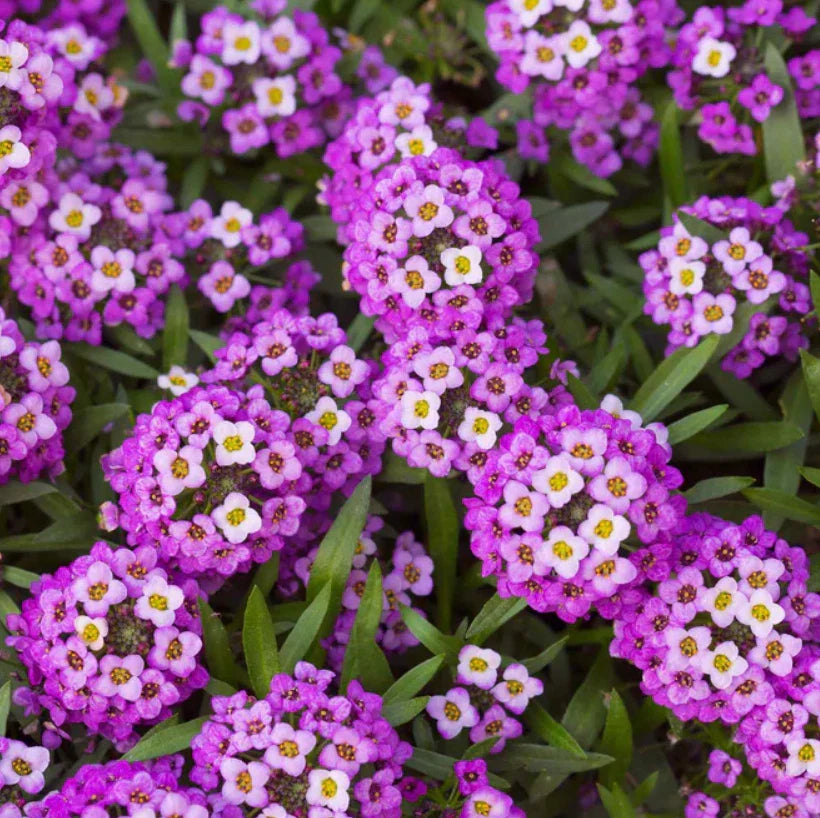 landscaper s flower seeds