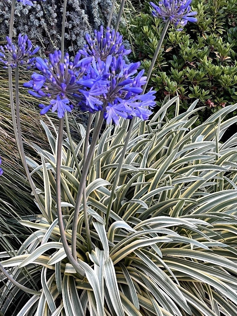 blue lily flower seeds