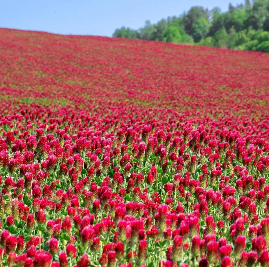 premium crimson flower seeds