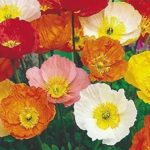 bulk perennial flower seeds