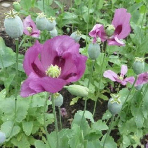 untreated hungarian flower seeds