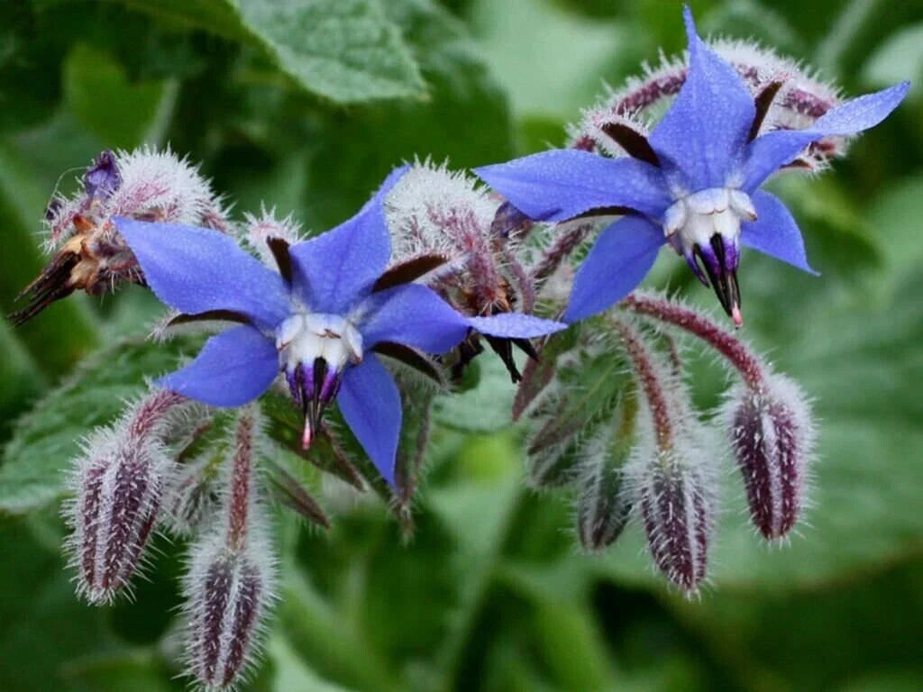 borage herb flower seeds