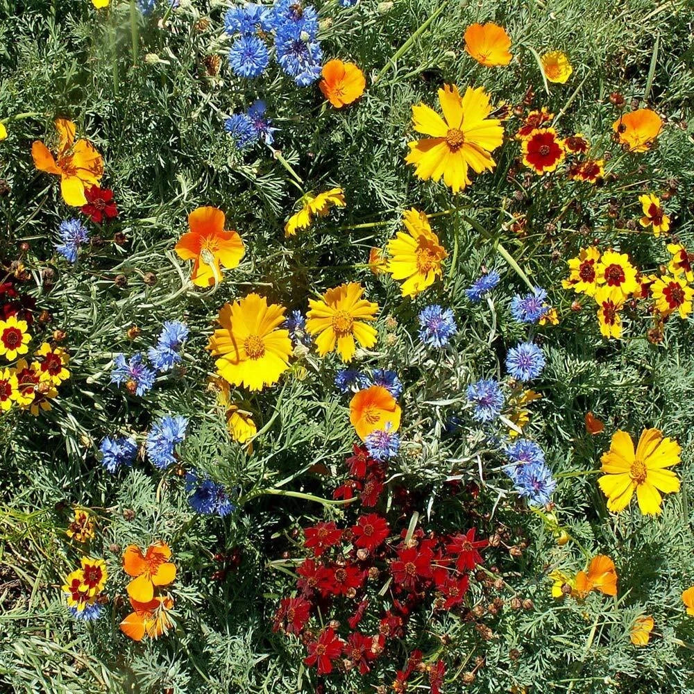 gulf coast flower seeds