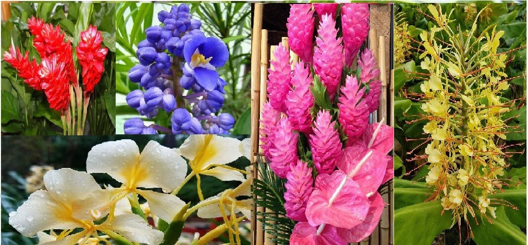 red blue flower seeds