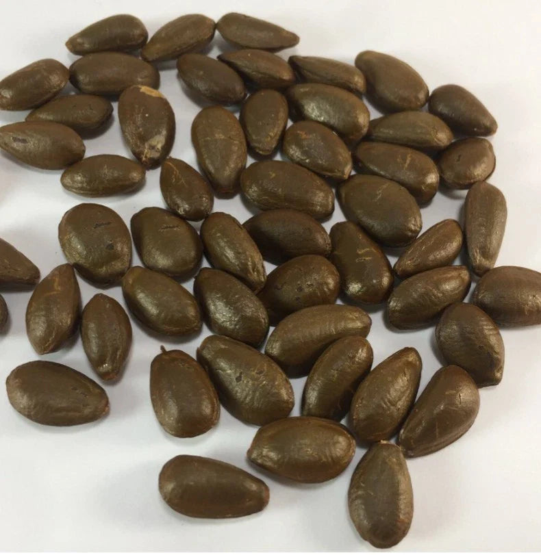 cherimoya annona flower seeds