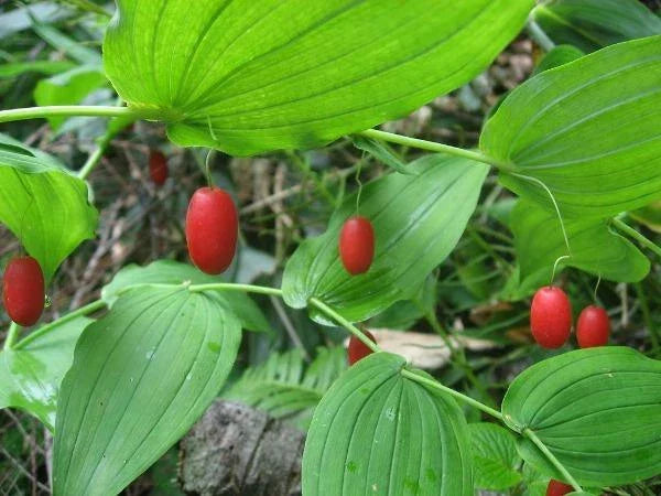 streptopus amplexifolius flower seeds