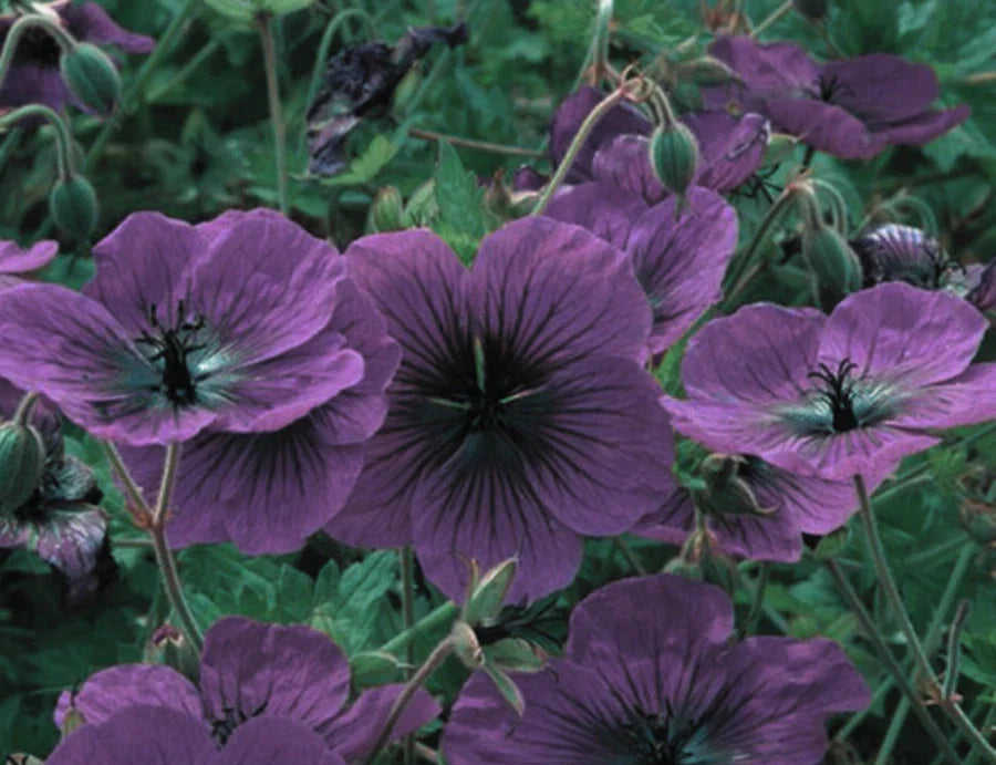 geranium dragonheart flower seeds