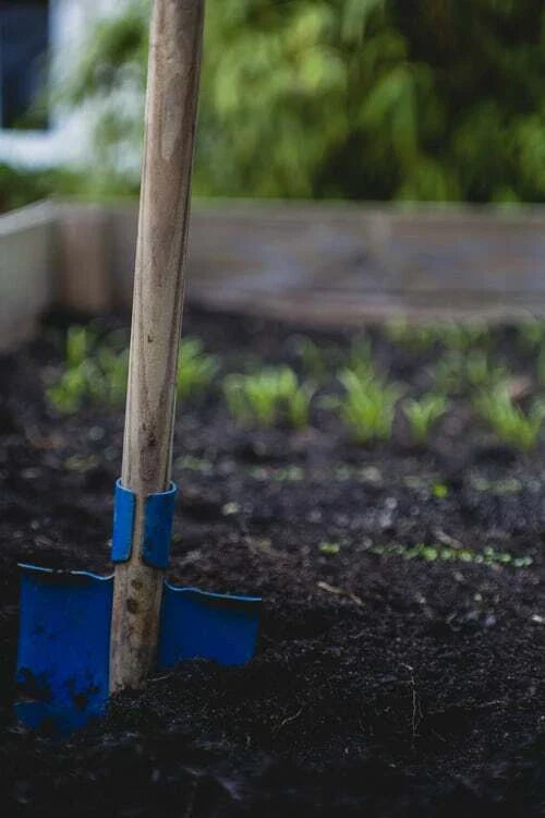 garden variety flower seeds