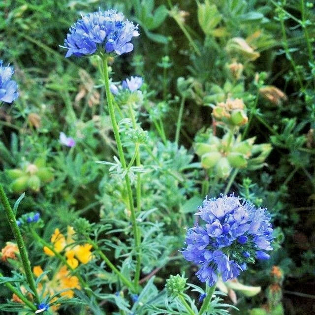 globe gilia flower seeds
