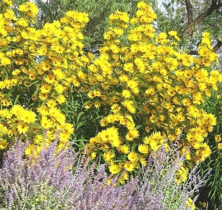 maximilian prairie flower seeds