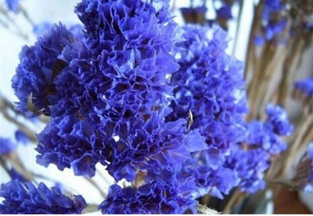 purple violet flower seeds