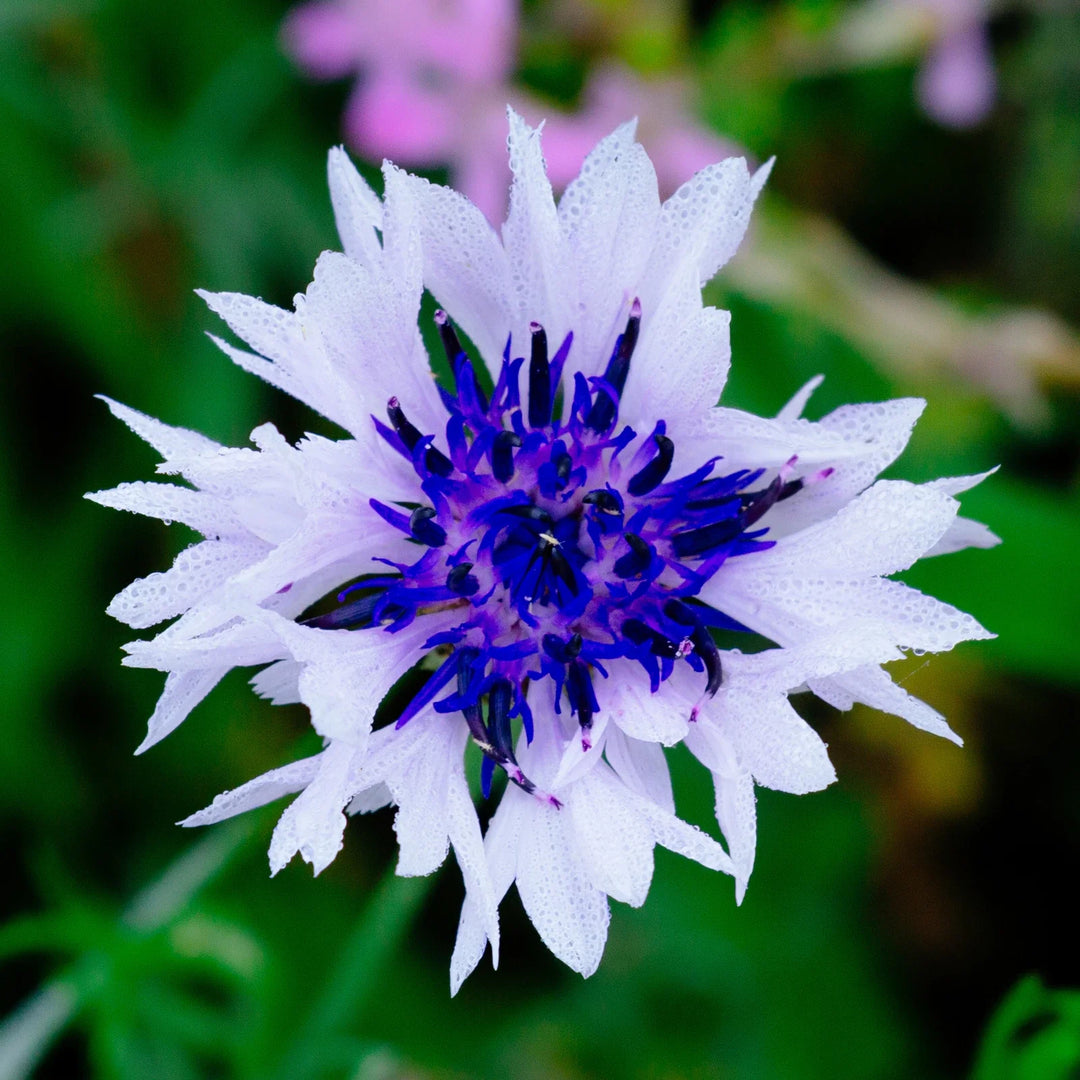white cornflower flower seeds