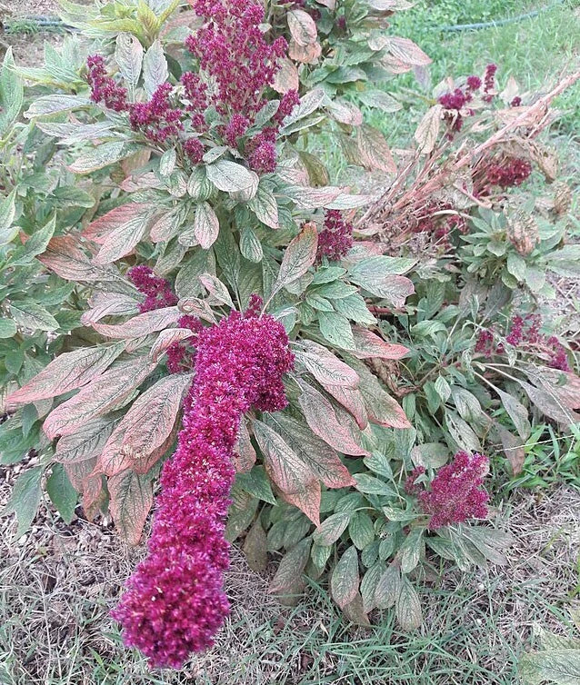 amaranthus gangeticus flower seeds