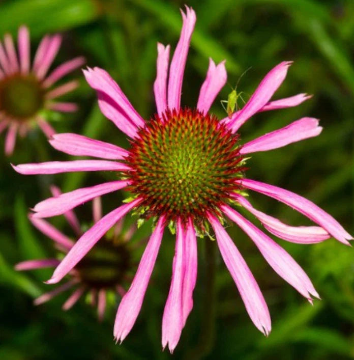 purple coneflower flower seeds