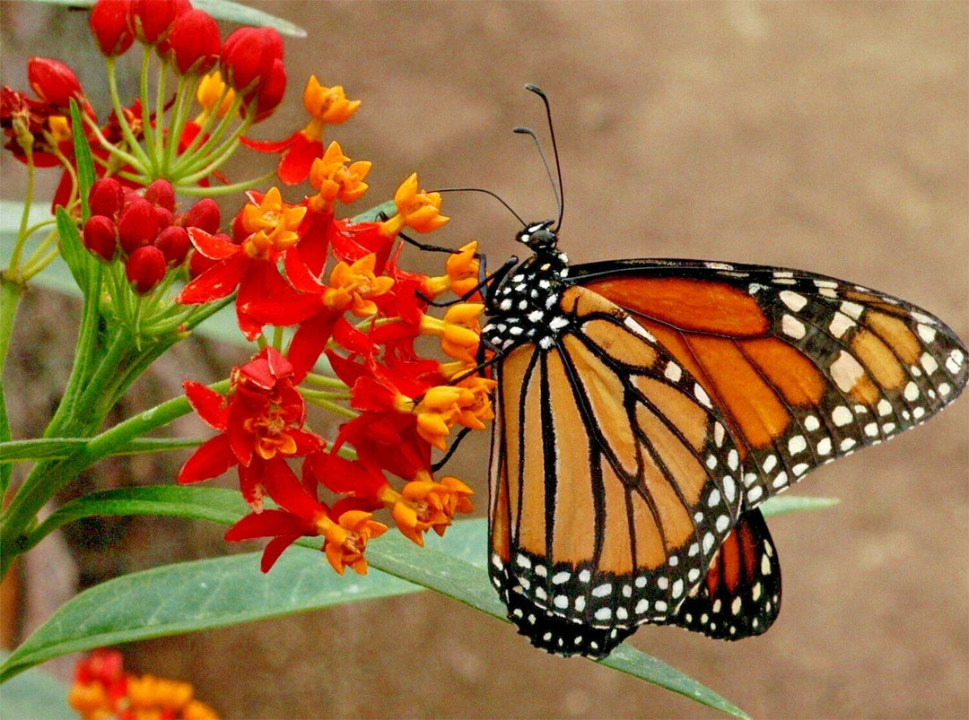 bloodflower milkweed flower seeds
