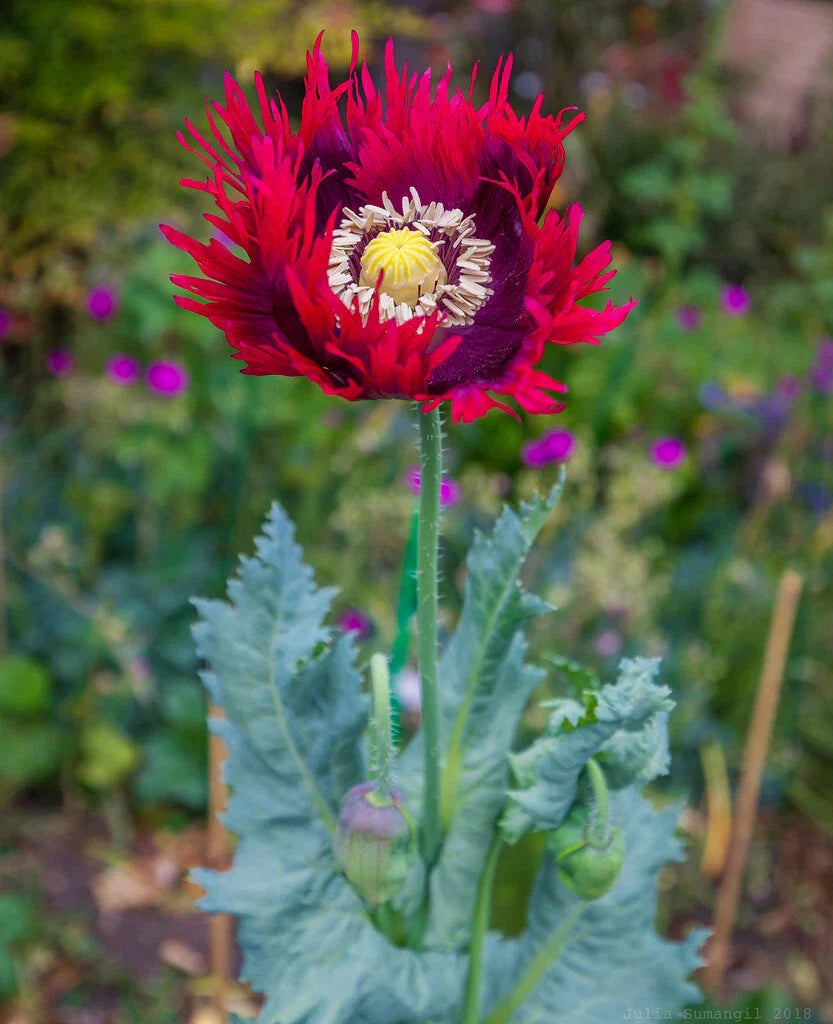 red purple flower seeds
