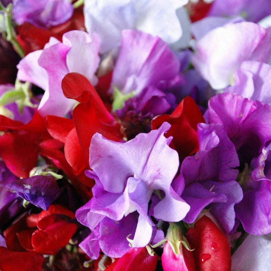 red pink flower seeds