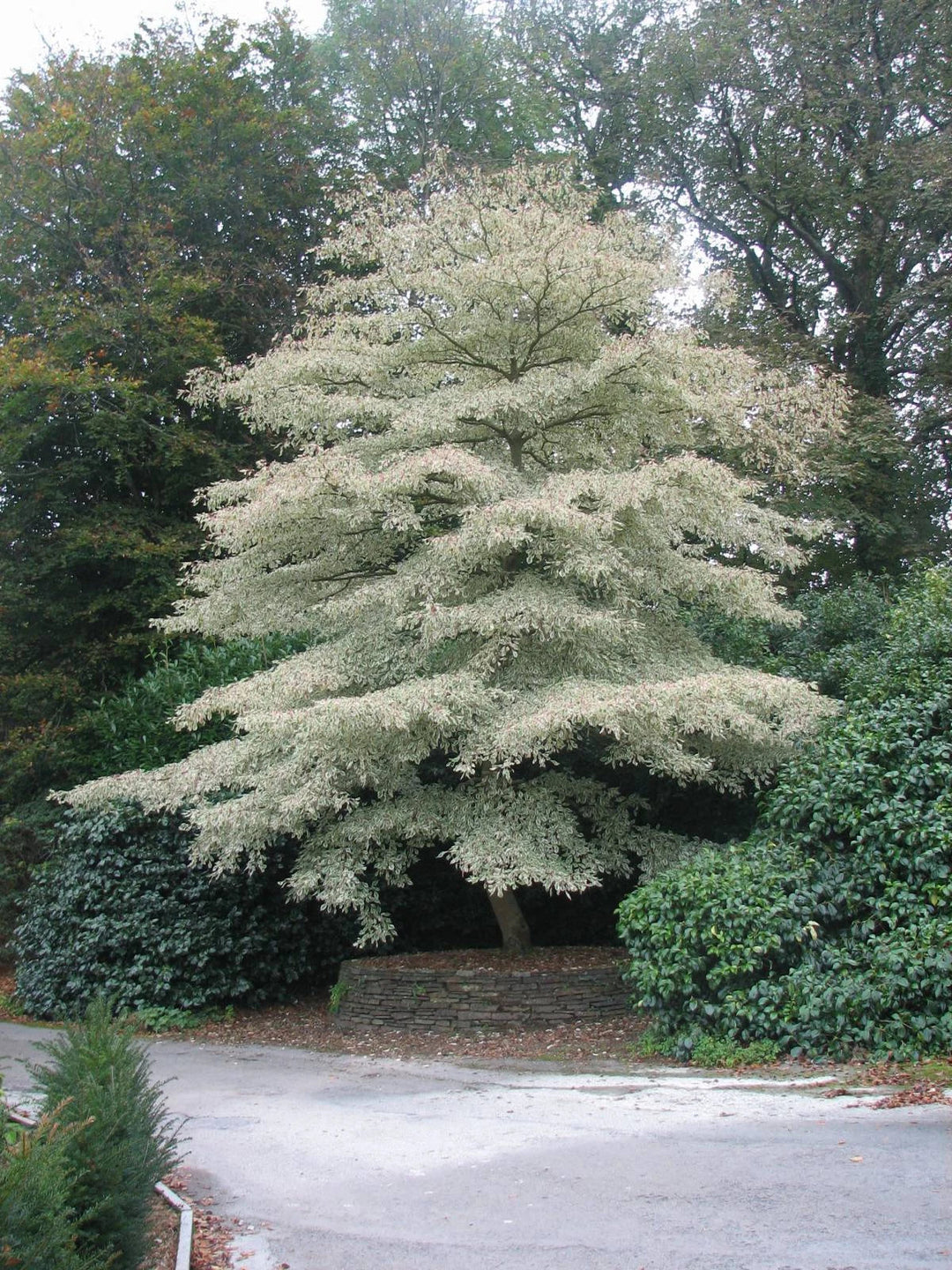 giant dogwood flower seeds