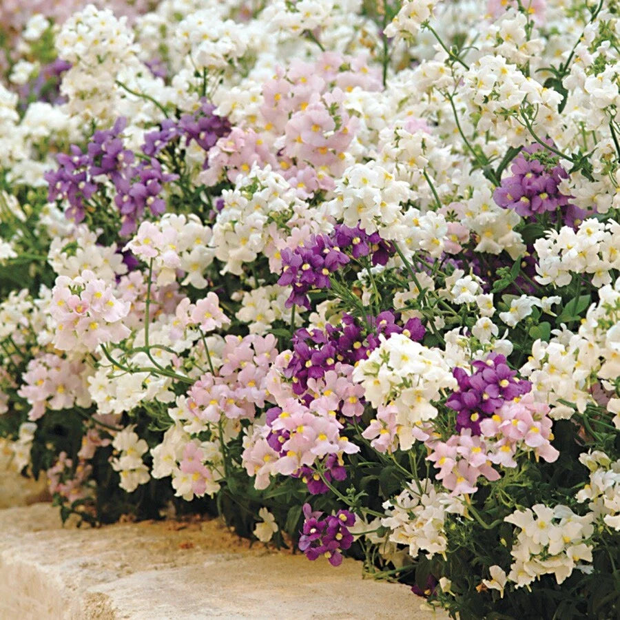 nemesia poetry flower seeds