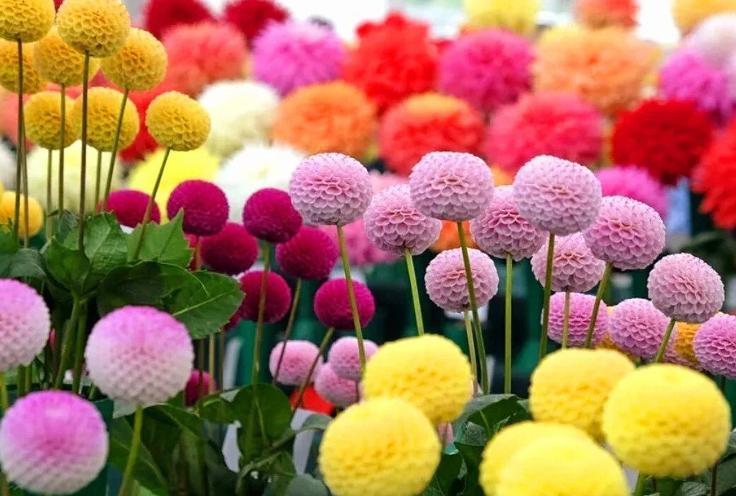 snowball mums flower seeds