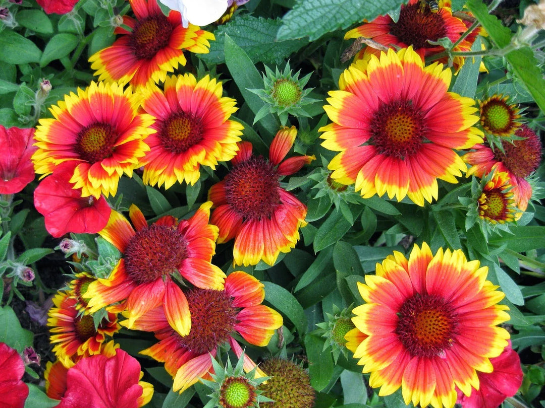 indian blanket flower seeds