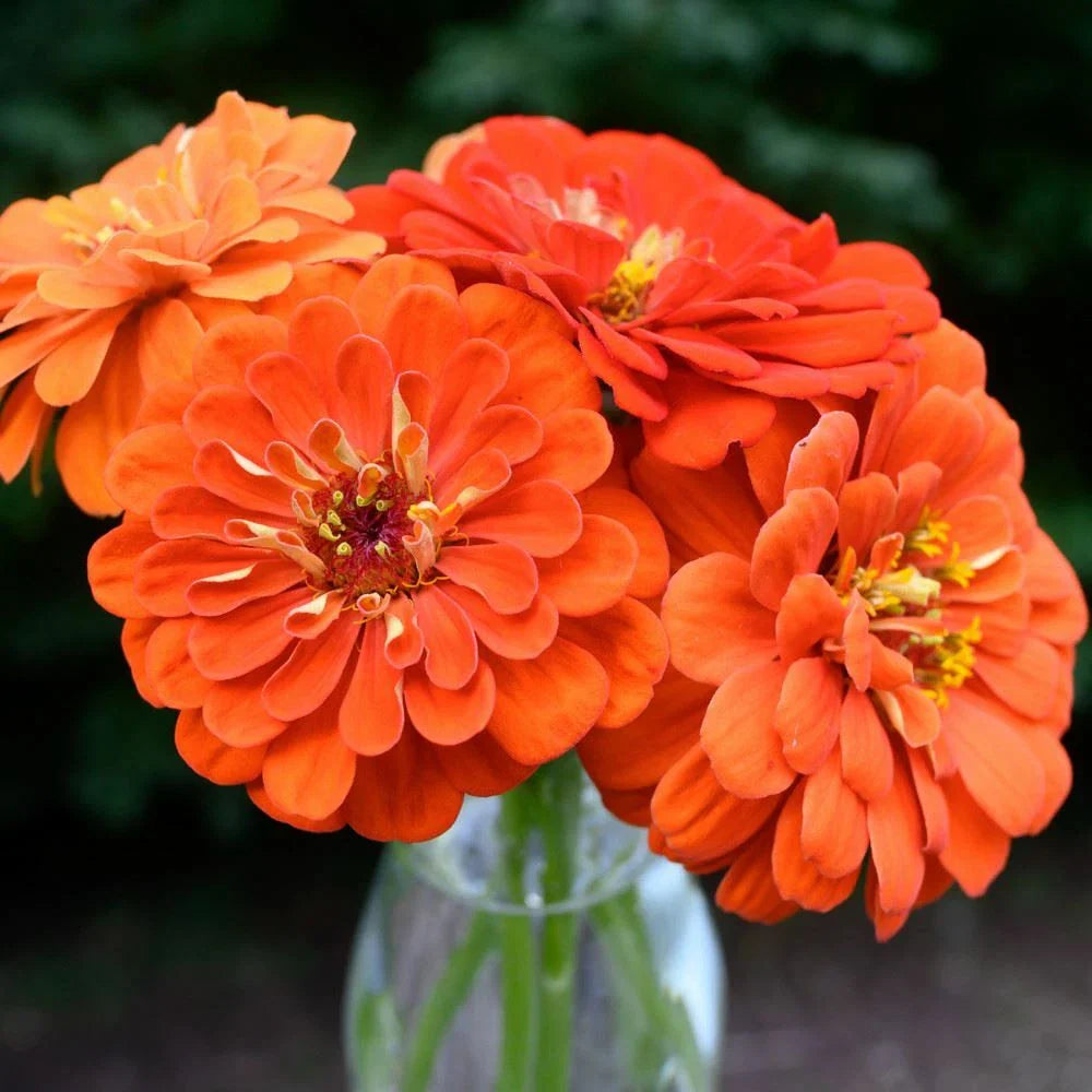 orange zinnia flower seeds