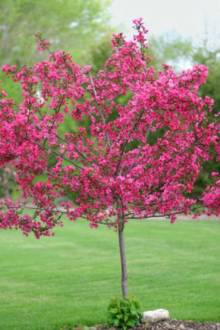 pink dwarf flower seeds