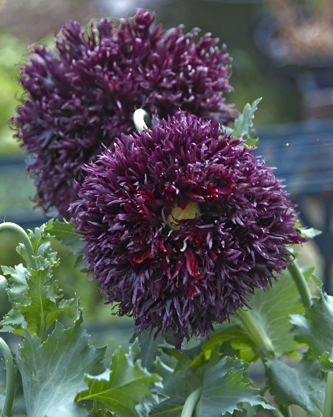 black black flower seeds