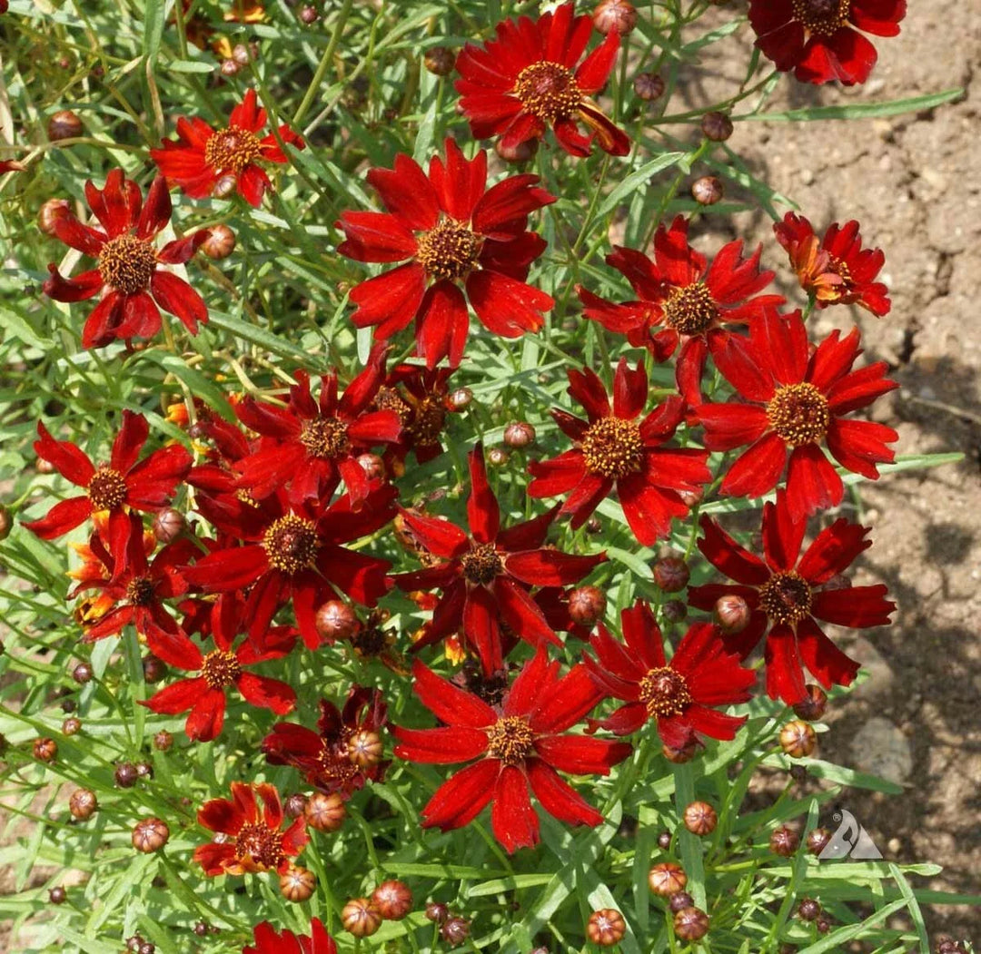 red coreopsis flower seeds
