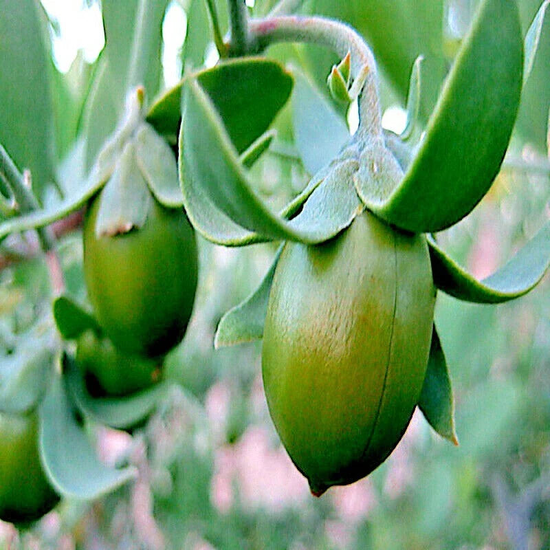 jojoba tree flower seeds