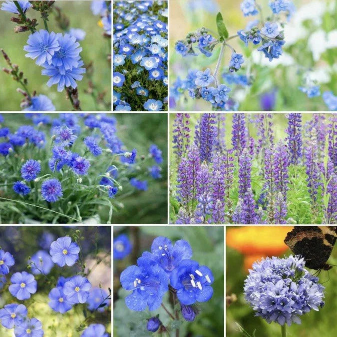 blue singin flower seeds