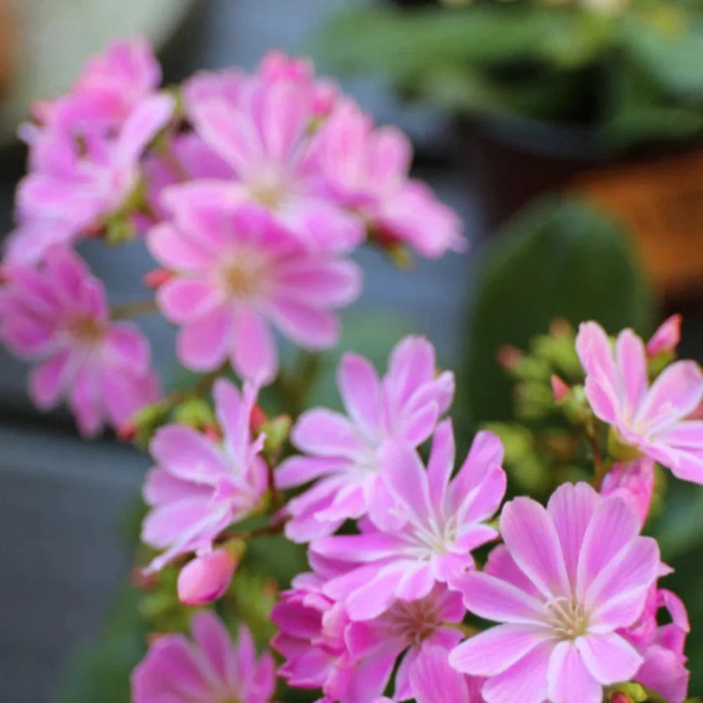 lavender lewisia flower seeds