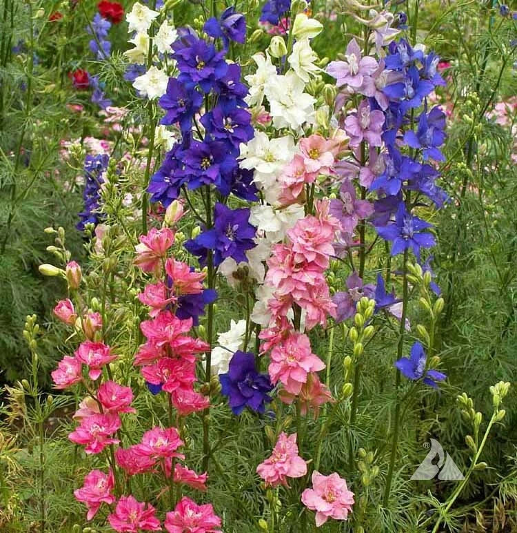 rocket larkspur flower seeds