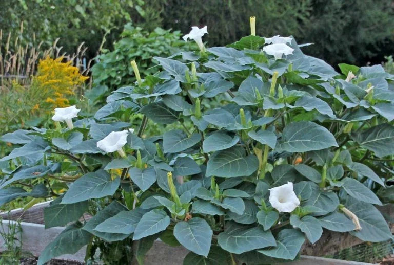 white moonflower flower seeds