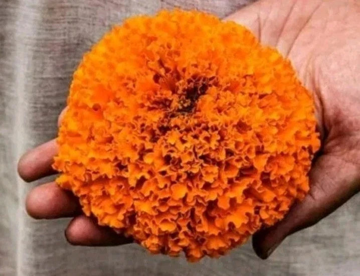 giant crackerjack flower seeds