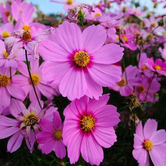 pink cosmos flower seeds