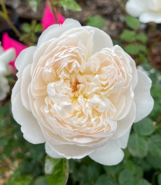 white auslevel flower seeds
