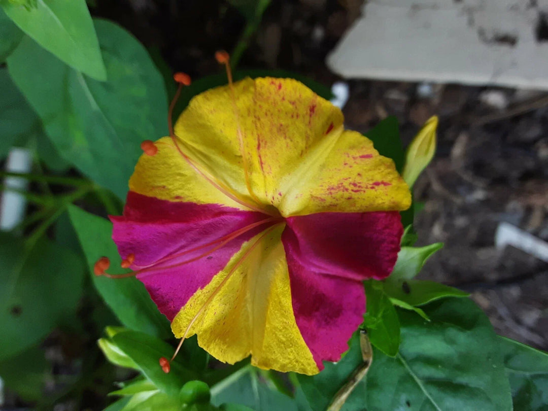 pink yellow flower seeds